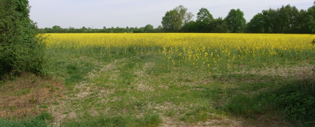 Wir möchten die Feldmark um Schönningstedt erhalten
